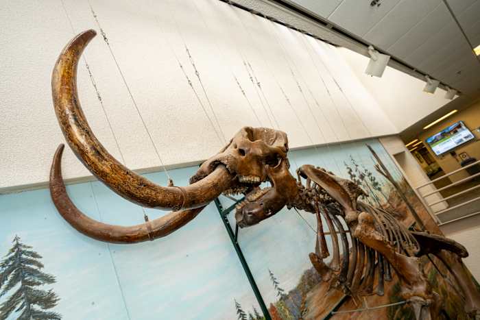 Michigan mastodon to find new ‘habitat’ at Cranbrook Institute of Science