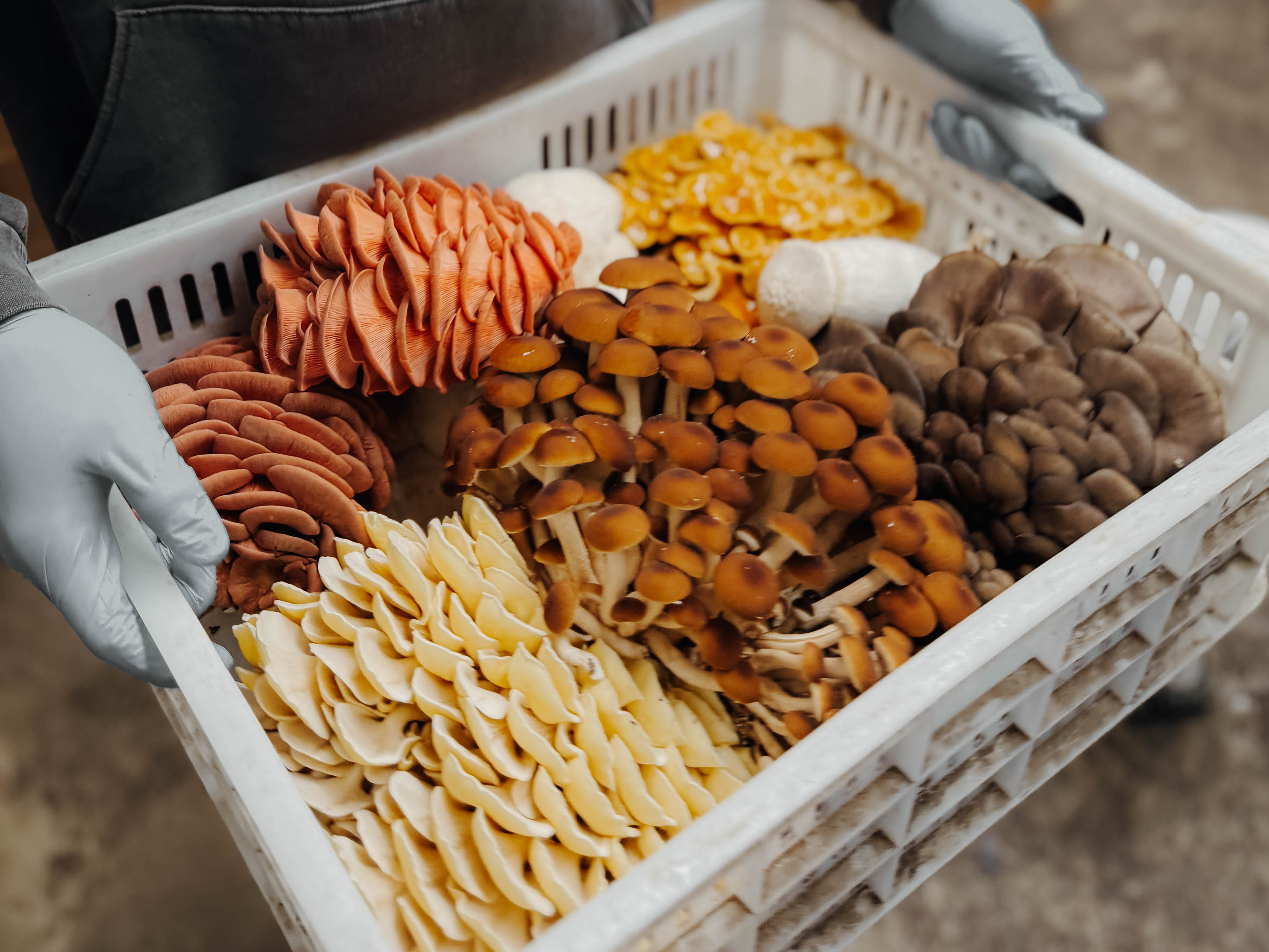 Long Beach Mushrooms started as a small urban farm in...