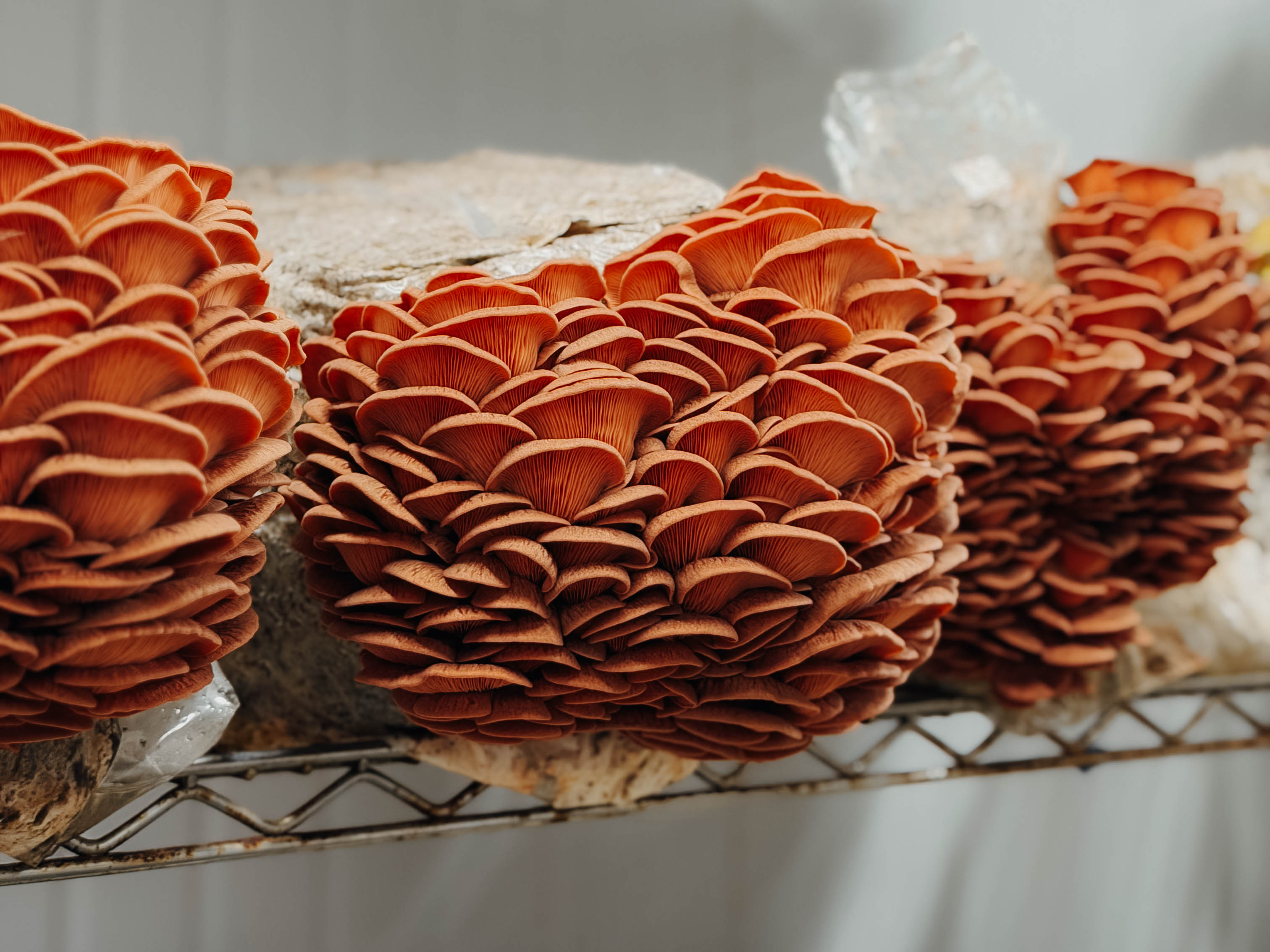 Long Beach Mushrooms started as a small urban farm in...
