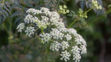 A close-up image of the flowers of the poison hemlock plant.