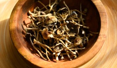 Man admits to enlisting son to sell mushroom drugs – NBC Los Angeles