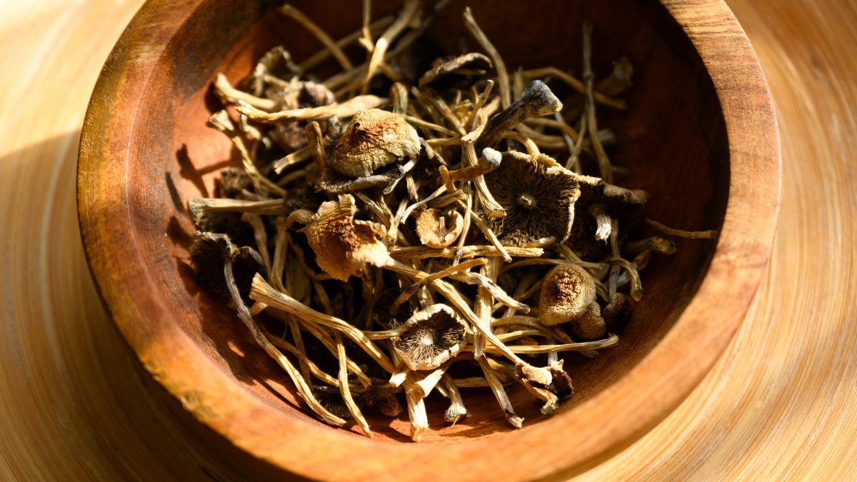 Man admits to enlisting son to sell mushroom drugs – NBC Los Angeles