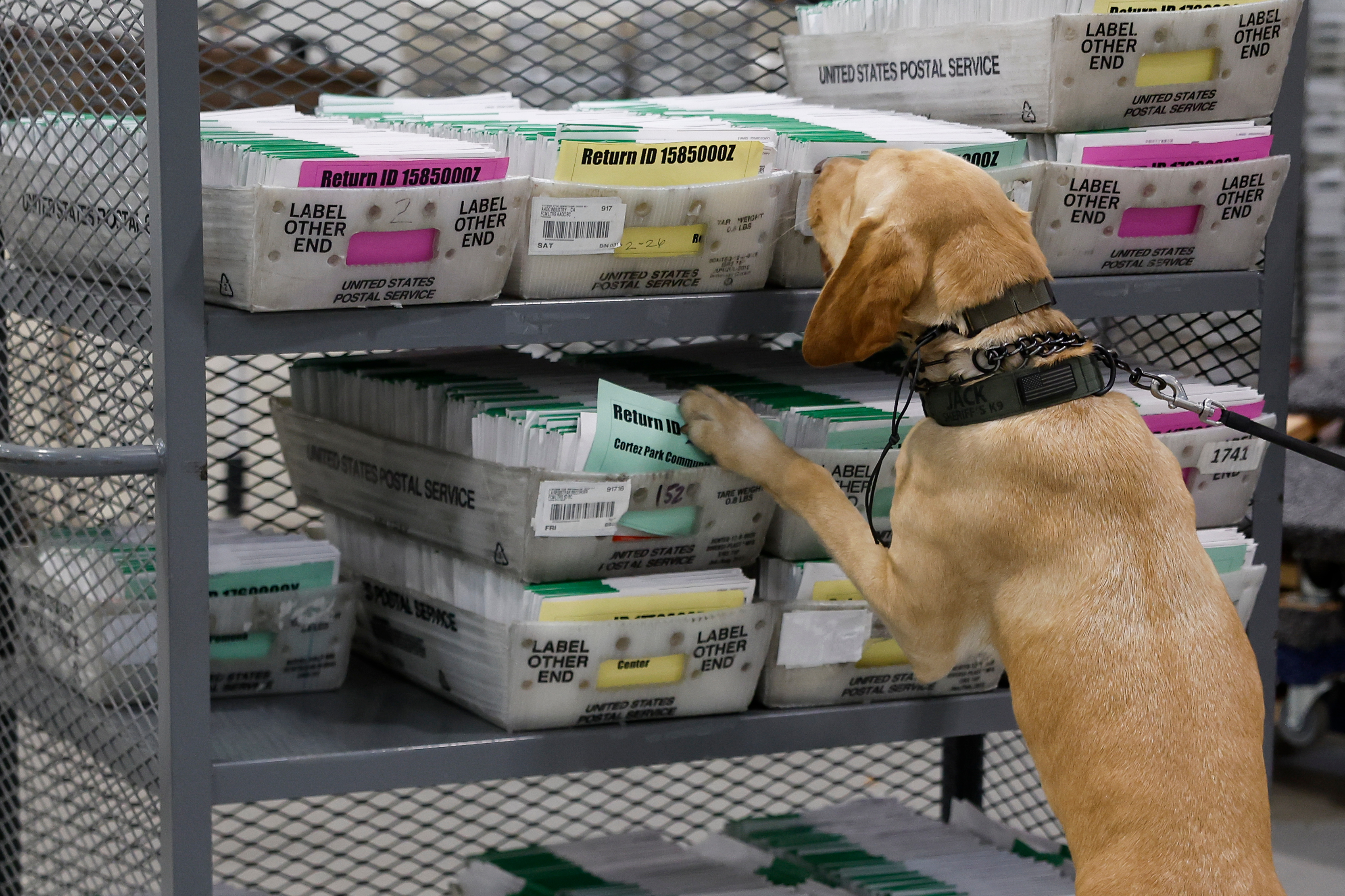 A police dog sniffs ballots for dangerous substances at the Los Angeles County Ballot Processing Center in City of Industry, California, US, on Tuesday, June 2, 2026.