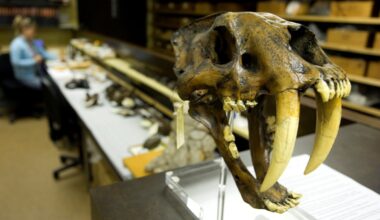Sink your teeth into a free La Brea Tar Pits bash before big changes begin – NBC Los Angeles