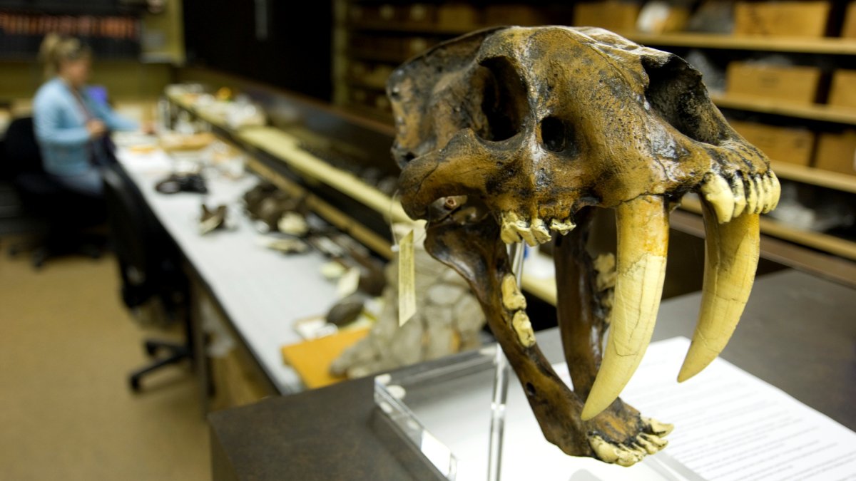 Sink your teeth into a free La Brea Tar Pits bash before big changes begin – NBC Los Angeles