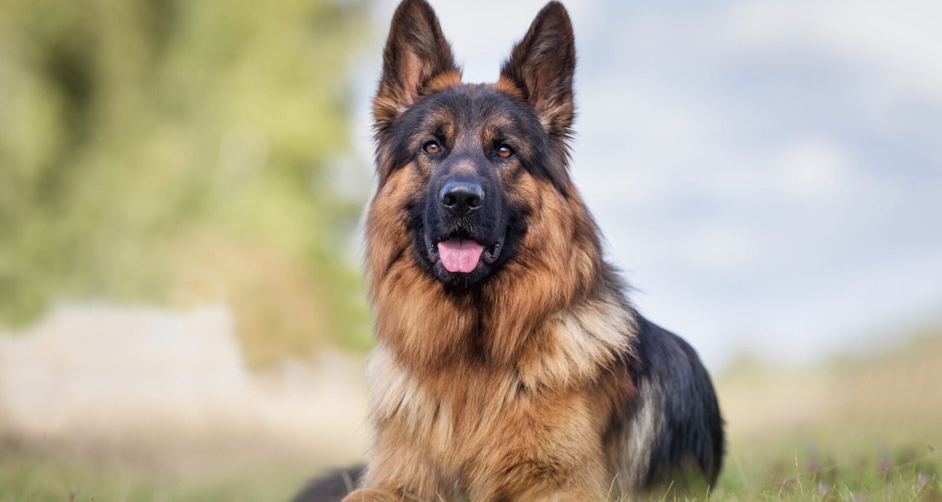 Oakland County Unveils Top Dog Names and New Licensing Program to Boost Pet Safety