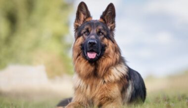 Oakland County Unveils Top Dog Names and New Licensing Program to Boost Pet Safety