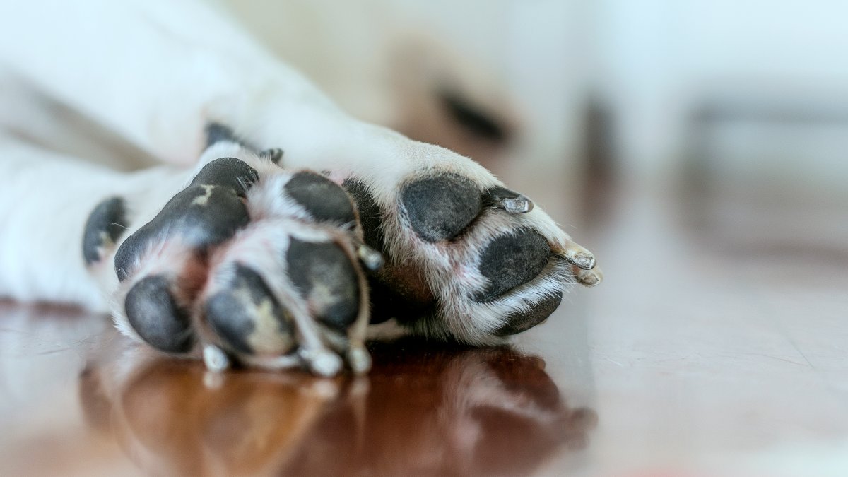 Nathan Hochman, advocates push animal welfare measure – NBC Los Angeles