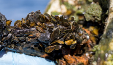 Sacramento County declares golden mussel local emergency