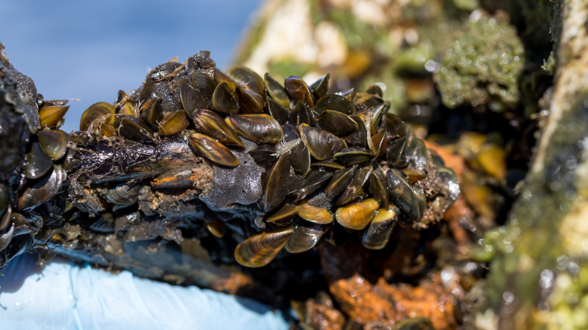 Sacramento County declares golden mussel local emergency