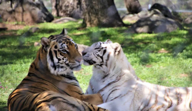 Animals Thriving at Lions Tigers and Bears Rescue Sanctuary