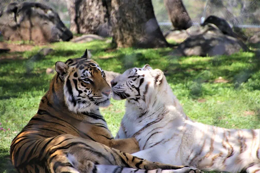 Animals Thriving at Lions Tigers and Bears Rescue Sanctuary