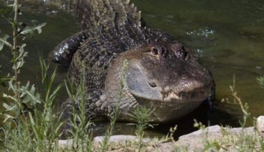 Guinness the alligator coughs up swallowed plush toy