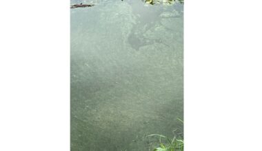 Harmful Algal Bloom Has Closed Long Point State Park Beach