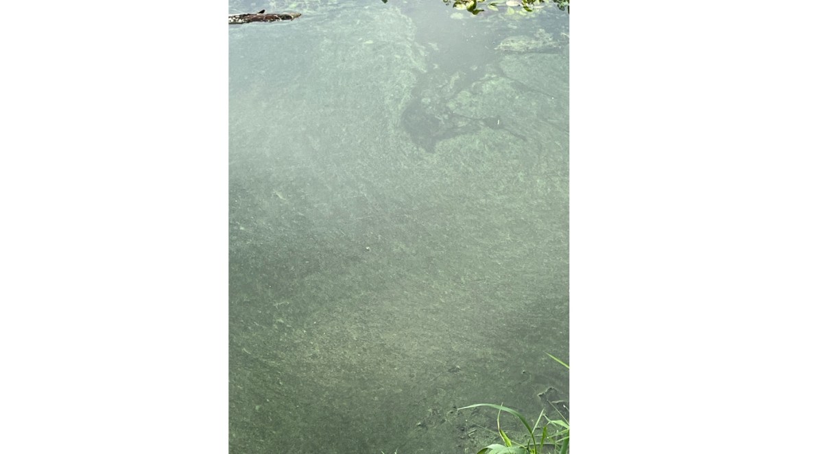 Harmful Algal Bloom Has Closed Long Point State Park Beach