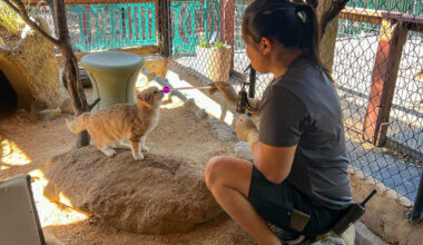 Folsom City Zoo Sanctuary faces budget and future debate