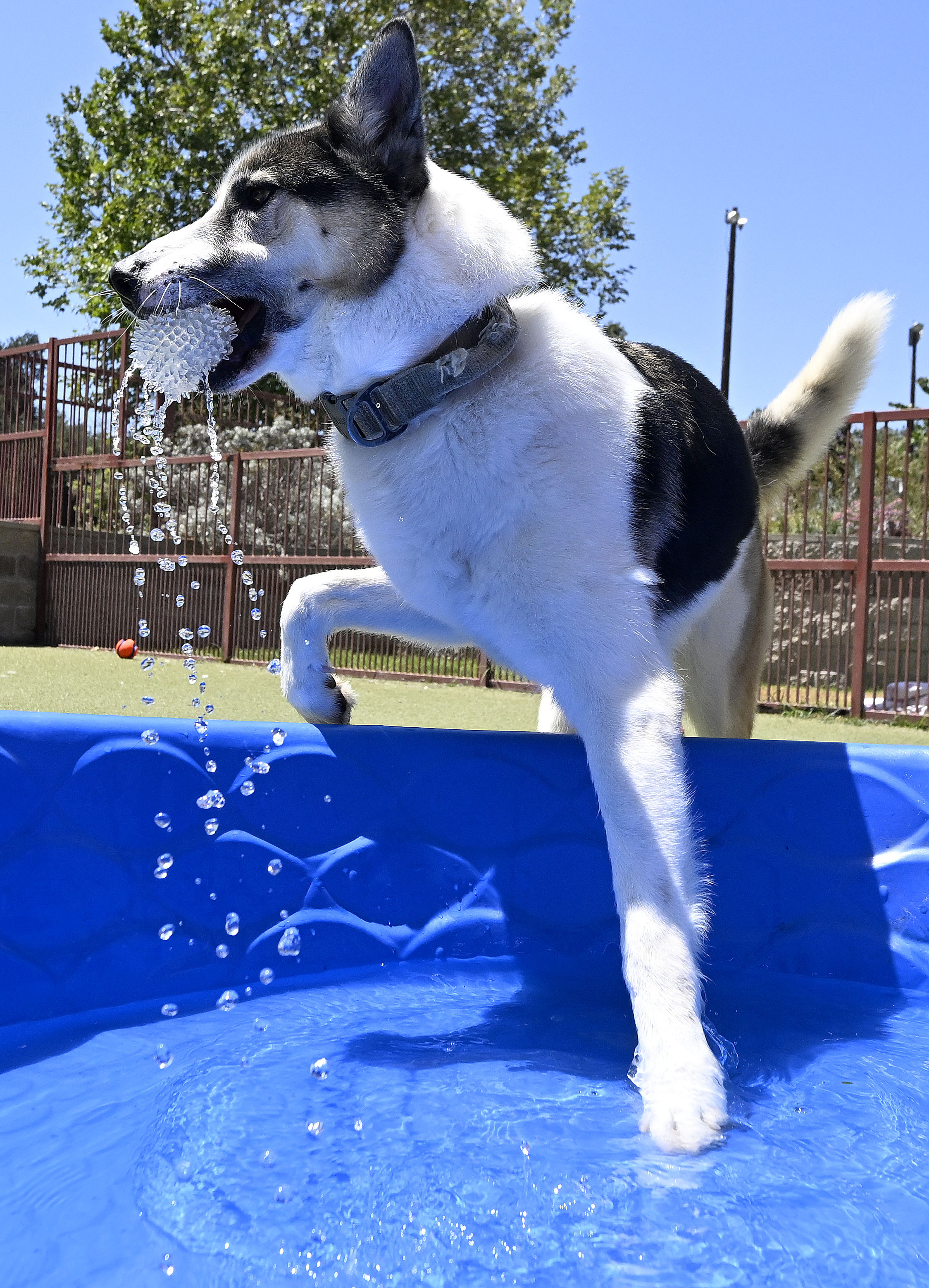 Benny, a 4-year old male German Shepherd and husky mix,...