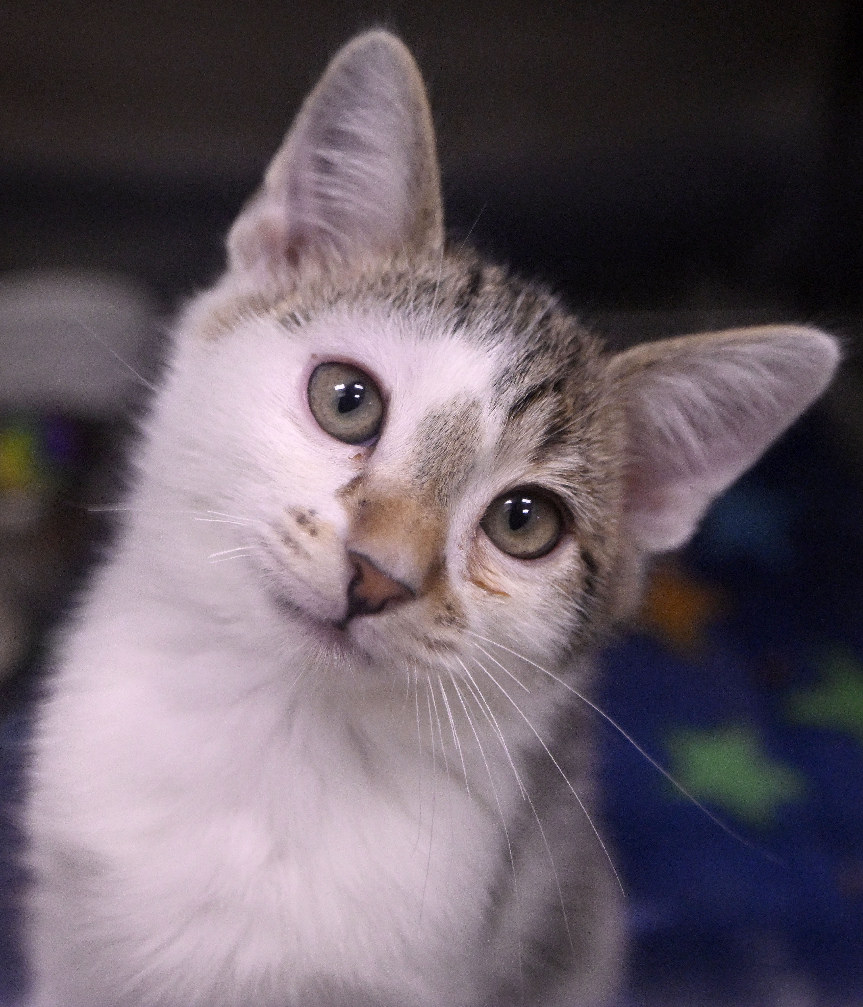 A kitten, one of over 40 cats available for adoption...