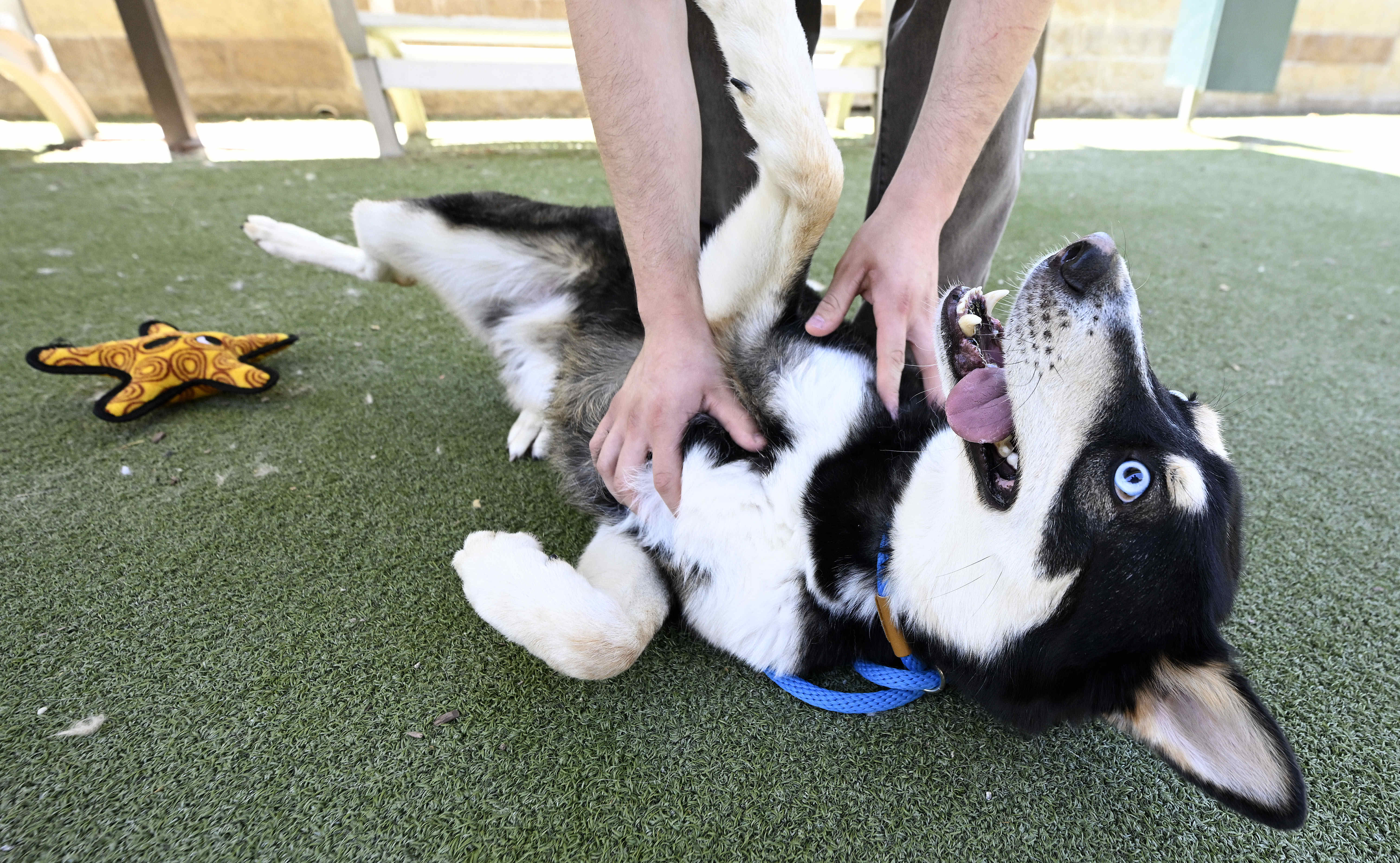 Lucas, a playful 5-year old male Siberian Husky mix, who...