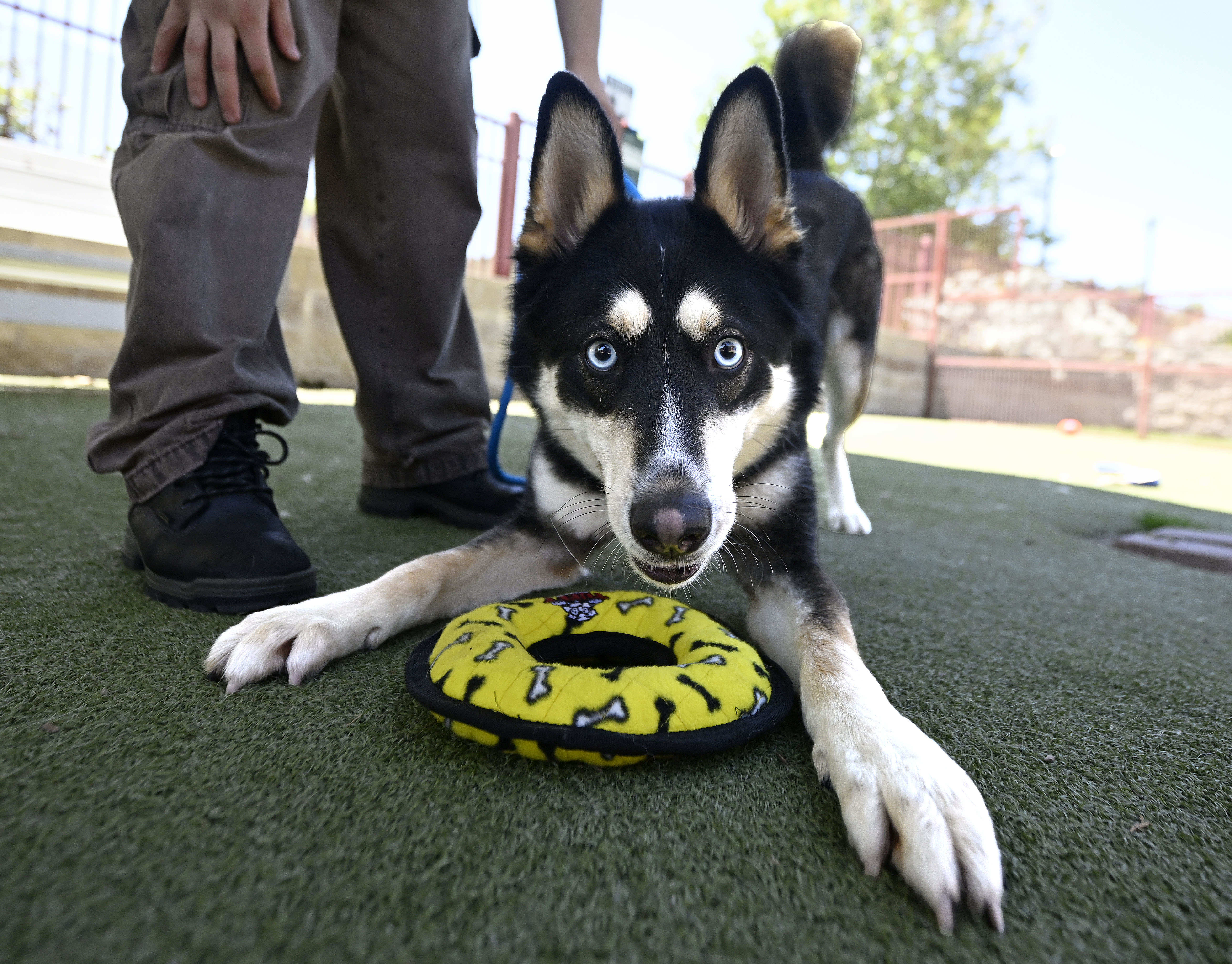Lucas, a playful 5-year old male Siberian Husky mix, who...