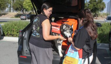 Orange County Shelter Dogs Go On Adventures in Pilot Program