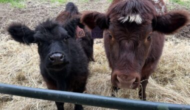 South County families create their own livestock fair