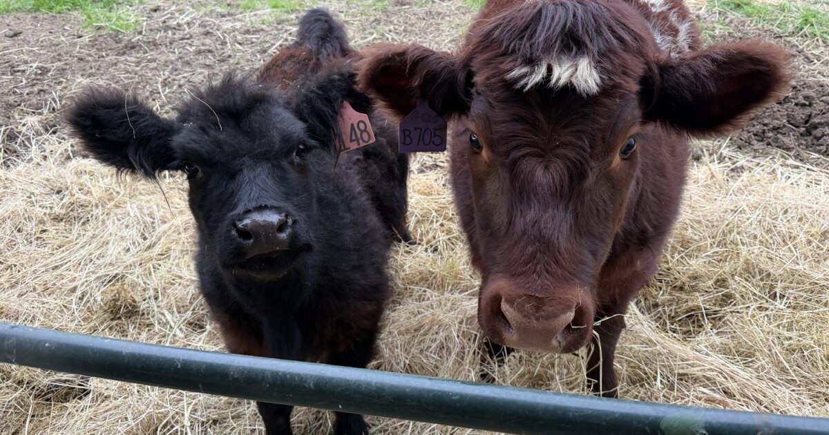 South County families create their own livestock fair