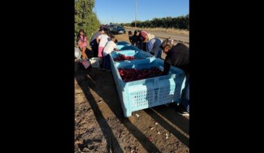 Reedley farmer gives away nectarines amid lawsuit