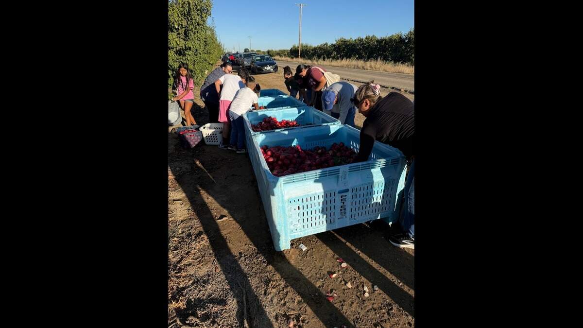 Reedley farmer gives away nectarines amid lawsuit