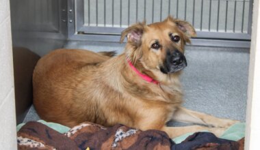 Orange County Cats And Dogs Looking For Homes This Summer