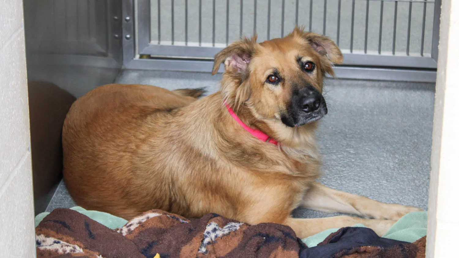 Orange County Cats And Dogs Looking For Homes This Summer