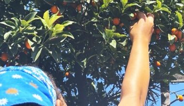Neighborhood Kumquat Gleaning Event | California State University Long Beach