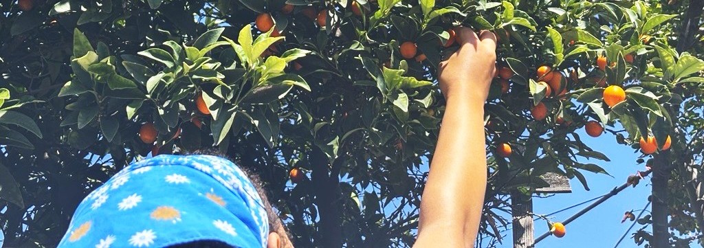 Neighborhood Kumquat Gleaning Event | California State University Long Beach