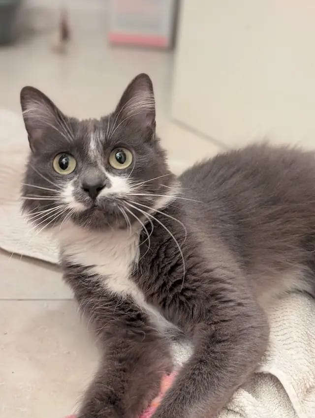 A gray and white cat looks really sweet.