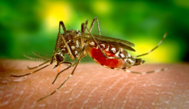 closeup of an Aedes aegypti mosquito on a person's skin.