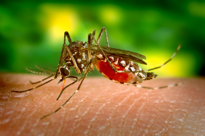 closeup of an Aedes aegypti mosquito on a person's skin.