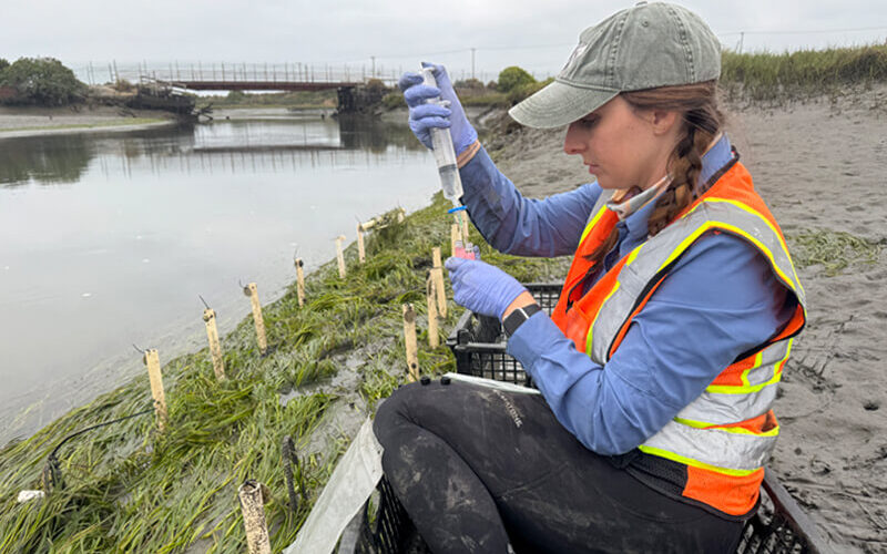 Biology graduate student Julianna Colucci collects water samples in an estuary.