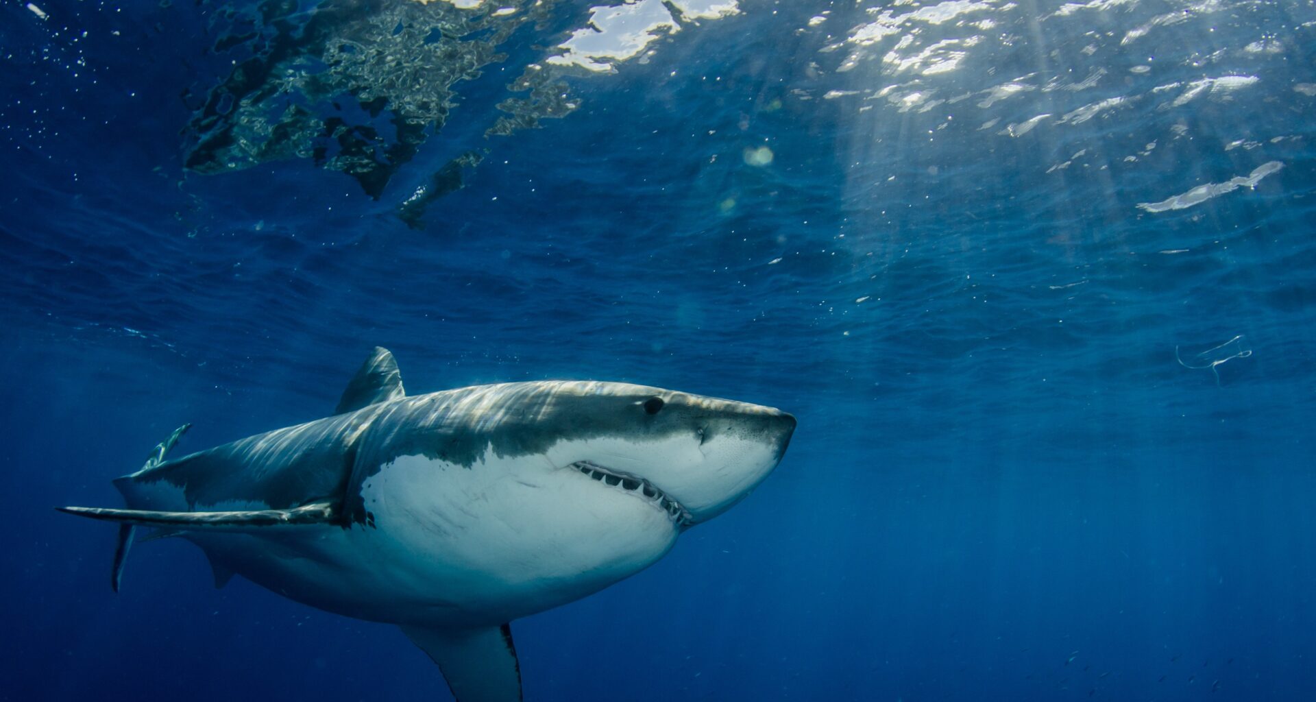 Photo of Great White Shark