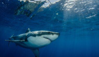 Photo of Great White Shark