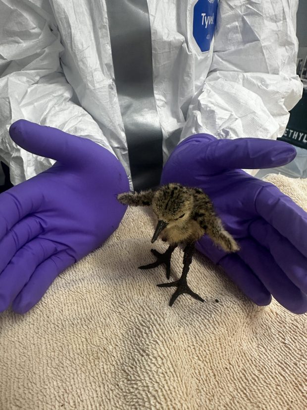 An oiled black-necked stilt chick is being cared for by responders from the OWCN. The chick was rescued from the Los Angeles River after an oil spilled from a broken pipe on May 22, 2026 in East Los Angeles. (photo courtesy of Oiled Wildlife Care Network).