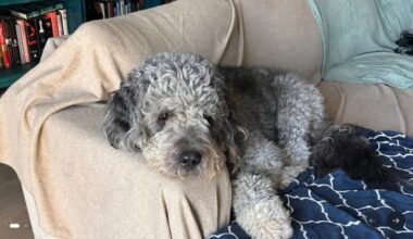 LAPD releases video of fatal shooting of dog in Canoga Park after Knicks win – Daily News