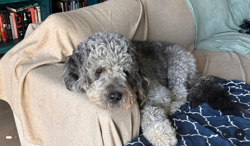 LAPD releases video of fatal shooting of dog in Canoga Park after Knicks win – Daily News