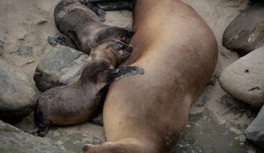 Sea lion at La Jolla Cove is believed to give birth to rare twins – San Diego Union-Tribune