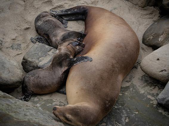 Sea lion at La Jolla Cove is believed to give birth to rare twins – San Diego Union-Tribune