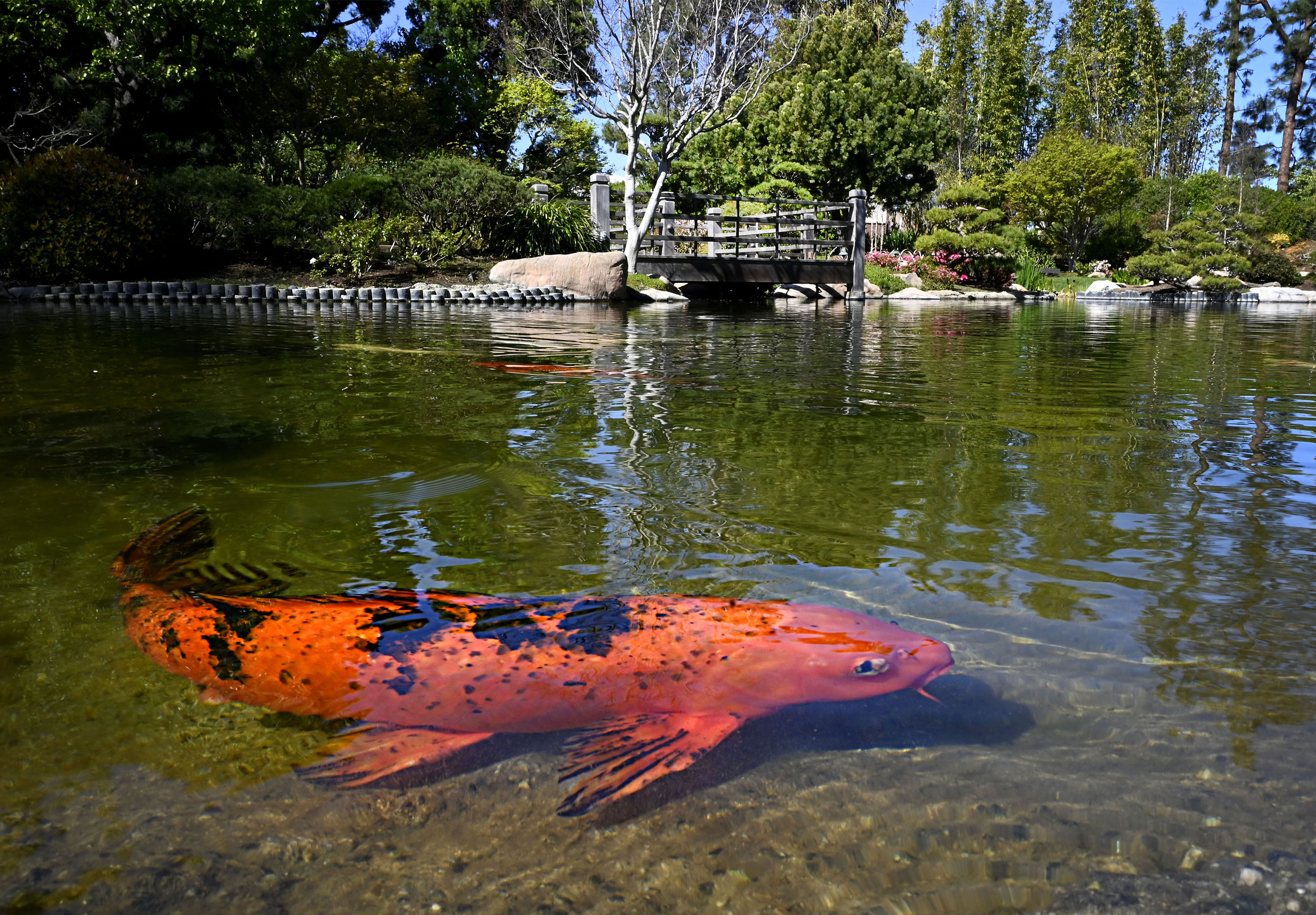 A Koi fish swims in the pond at the Earl...