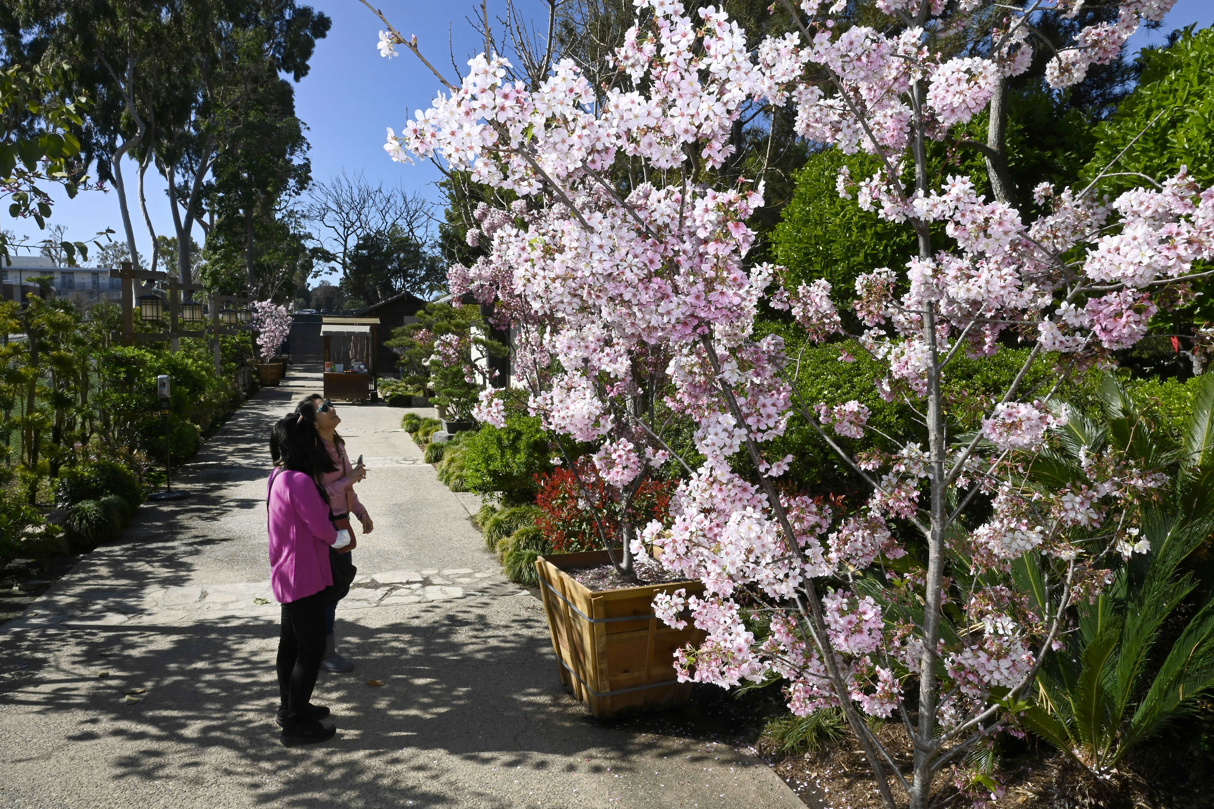 Cherry blossom trees are blooming at the Earl Burns Miller...