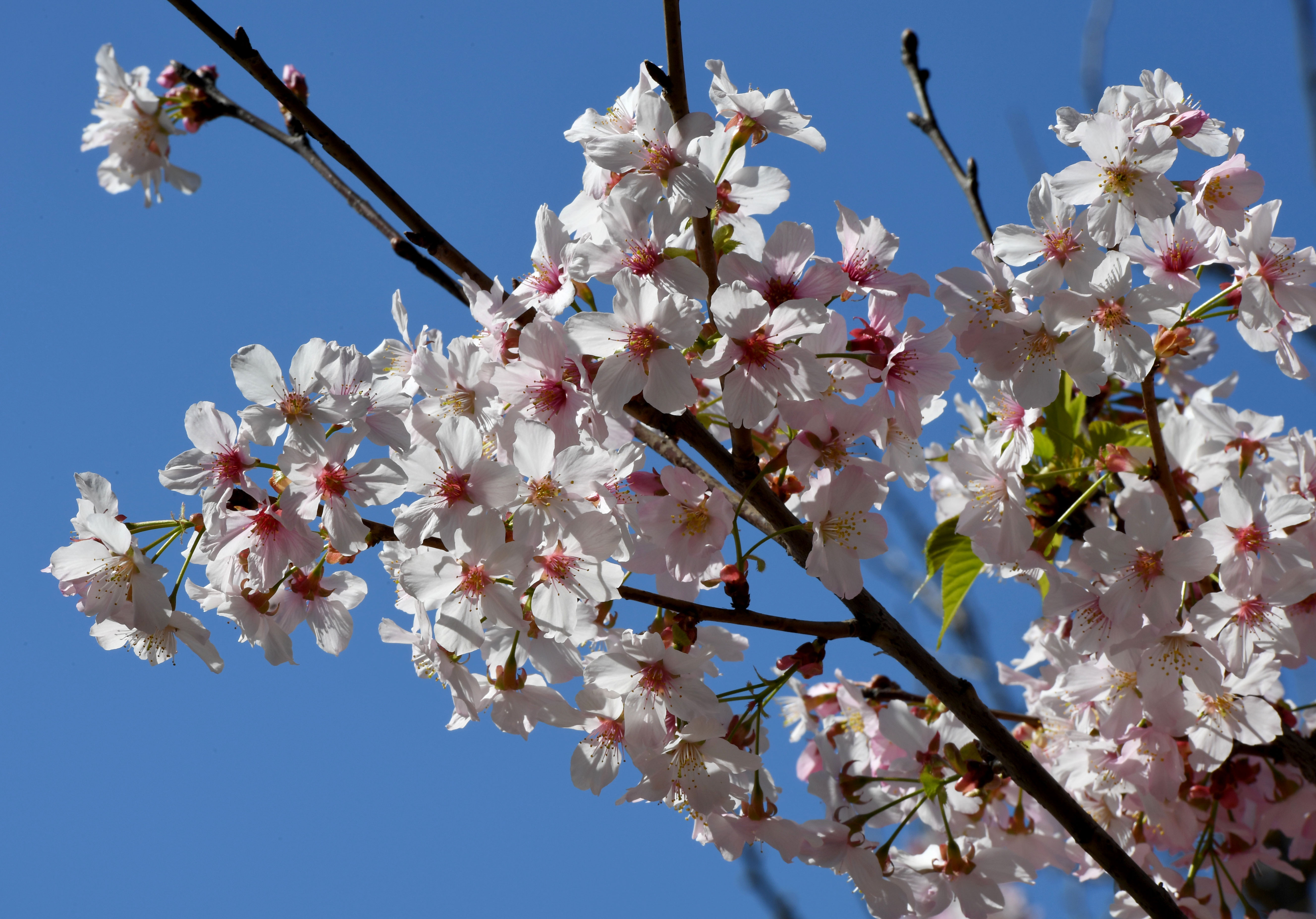 Cherry blossom trees are blooming at the Earl Burns Miller...
