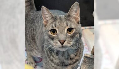 Pets of the Week: PJ and Poochie are ready for adoption – Press Telegram