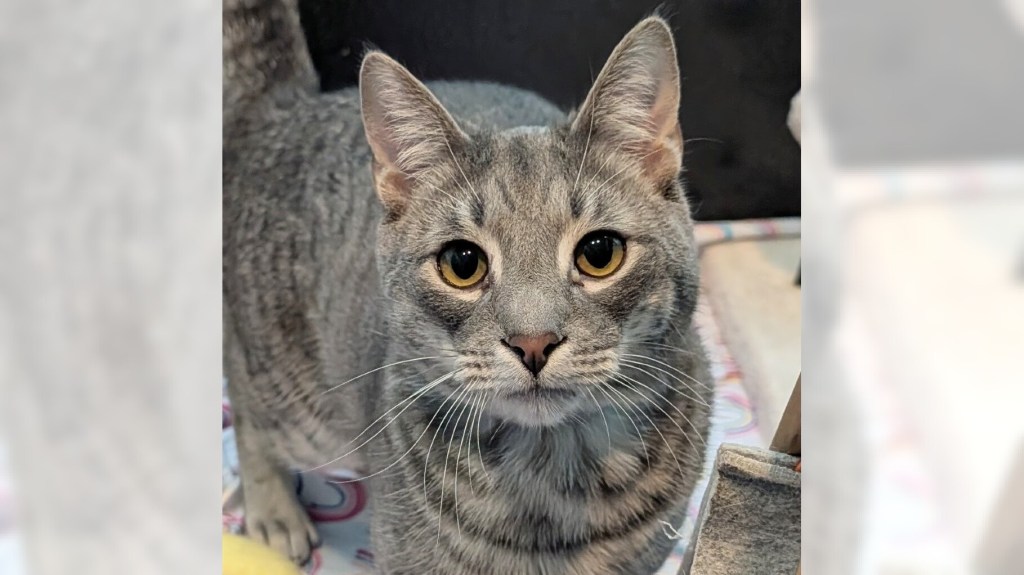 Pets of the Week: PJ and Poochie are ready for adoption – Press Telegram