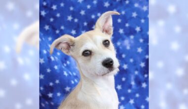 Pets of the Week: Girly Pop and Butter Pecan are ready for adoption – Press Telegram